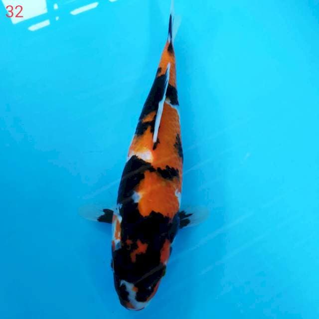 SHOWA 32CM