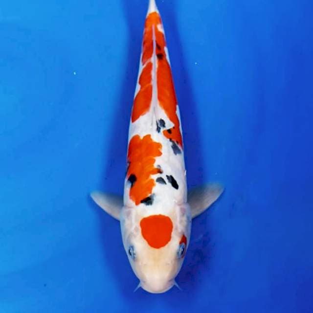 Tanco sanke 30 cm ori
