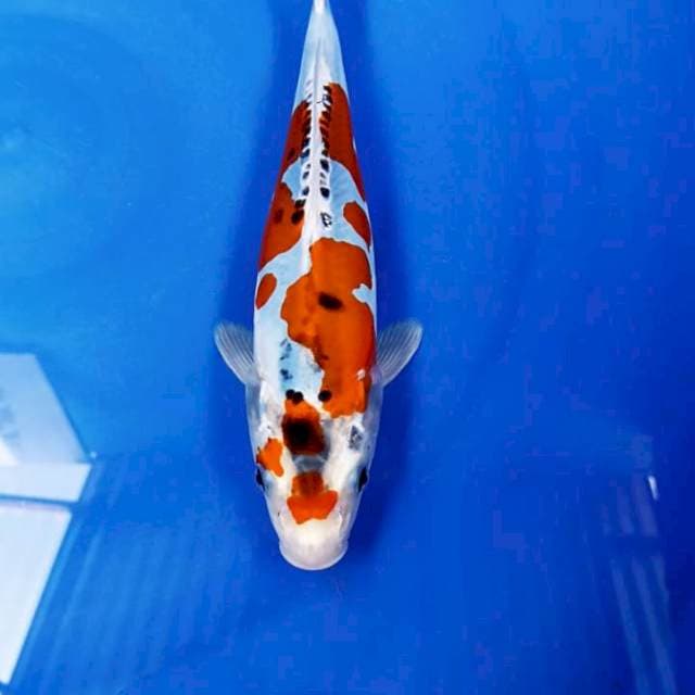 28 cm female