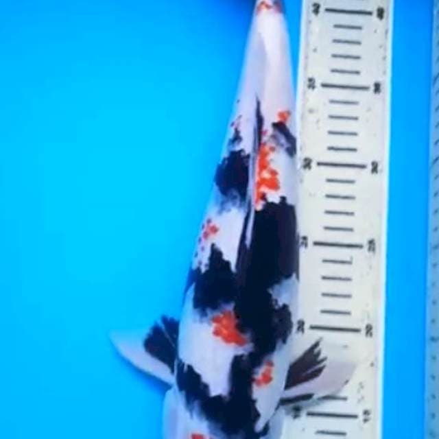 SHOWA JUMBO 41 Cm
