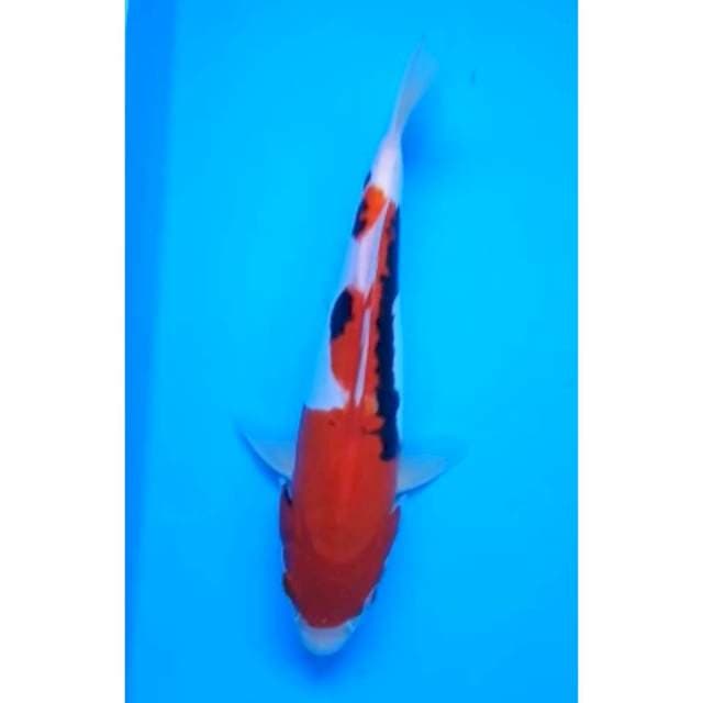 BENI KUMONRYU 20 Cm