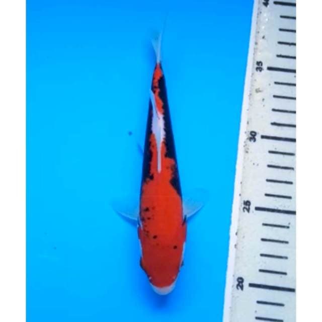 BENI KUMONRYU 19 Cm