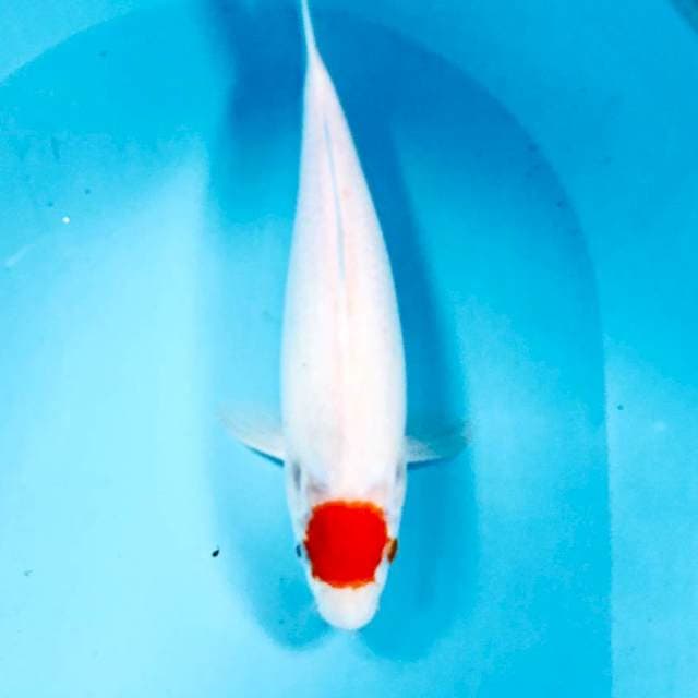 Tancho Kohaku, 33 cm