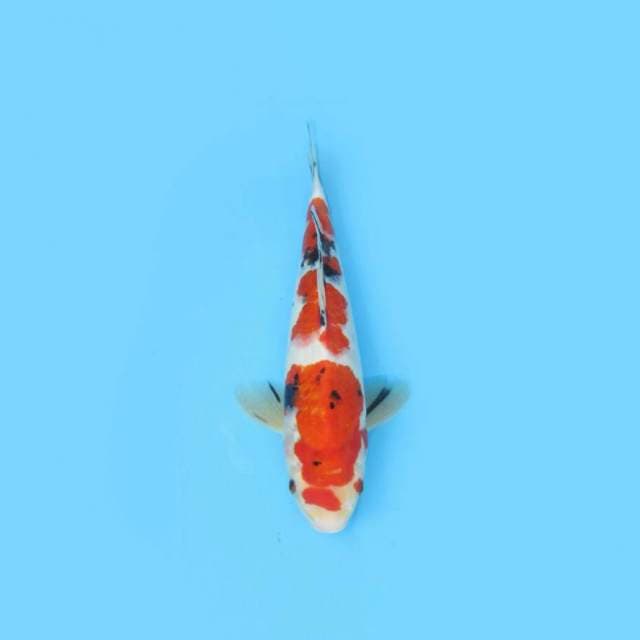 36CM - SANKE