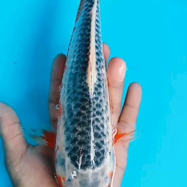 Asagi 27cm