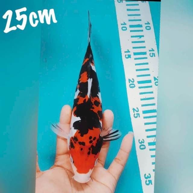 Sanke DOID 25cm