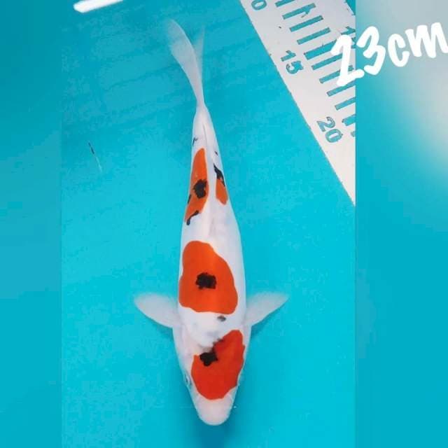 Sanke DOID 23cm