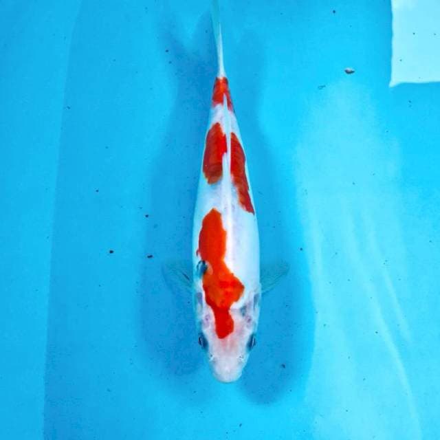 Doitsu, 26 cm