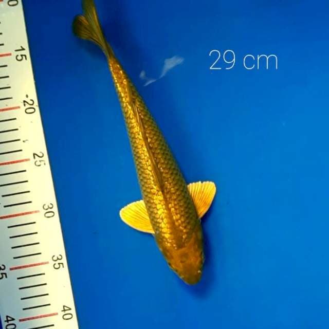 Midori 29 cm