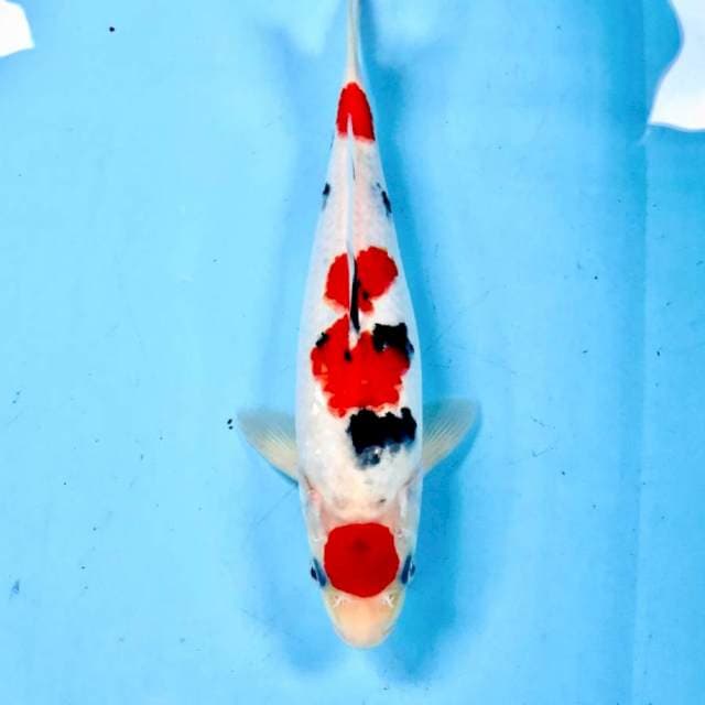 Maruten Sanke, 27 cm