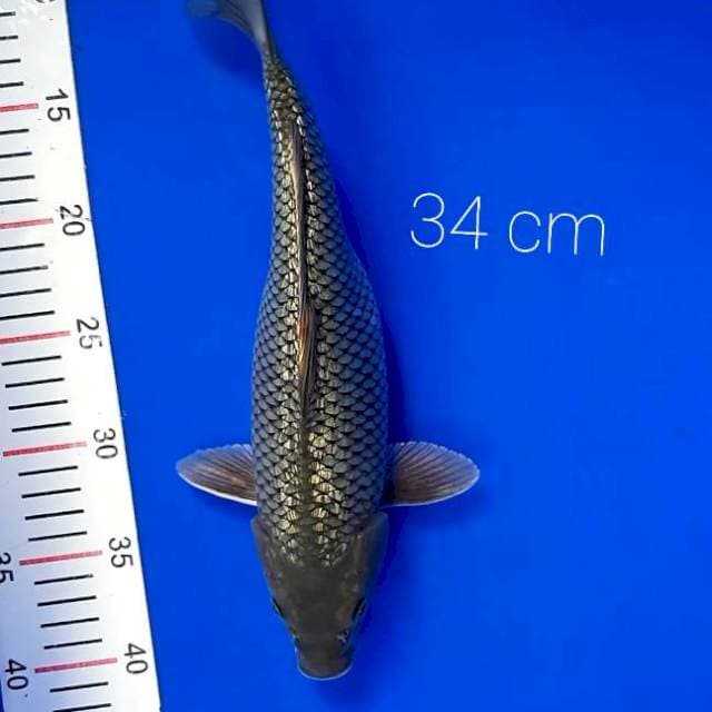 Black diamond 34 cm