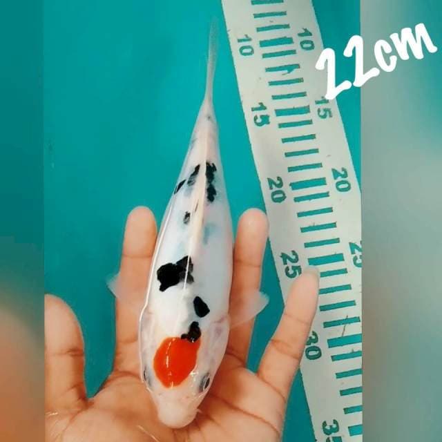 Tc sanke DOID 22cm