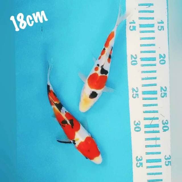 Sanke DOID 18cm