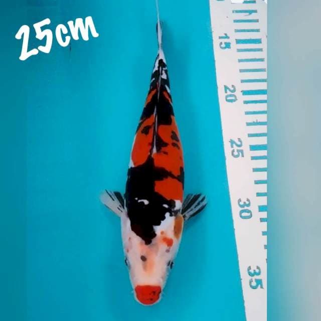 Sanke DOID 25cm