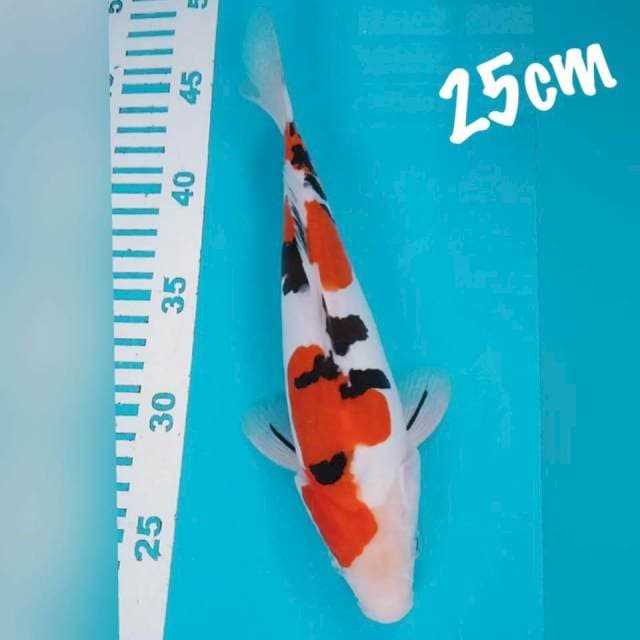 Sanke DOID 25cm
