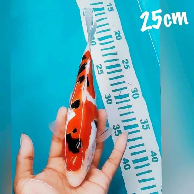 Sanke DOID 25cm