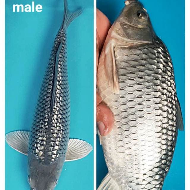 Soragoi ginrin punuk 32cm male