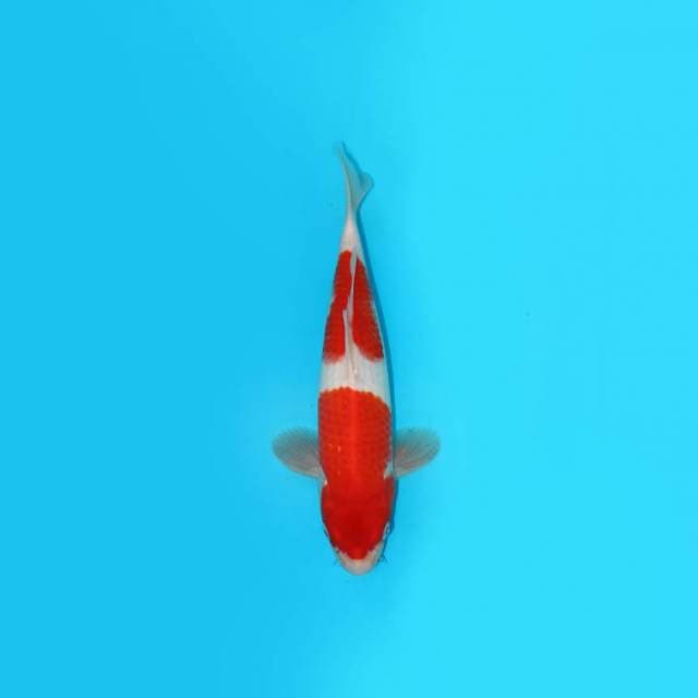 Kohaku 28 Cm