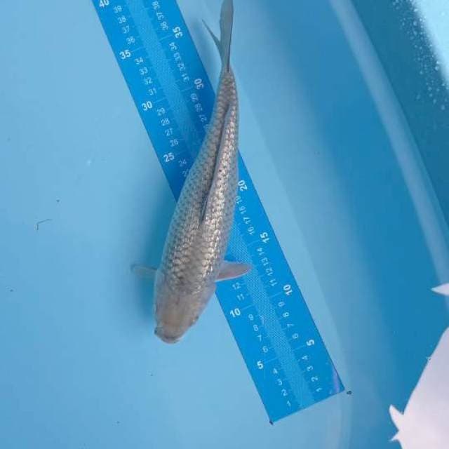 30CM SORAGOI GINDRIN SILVER