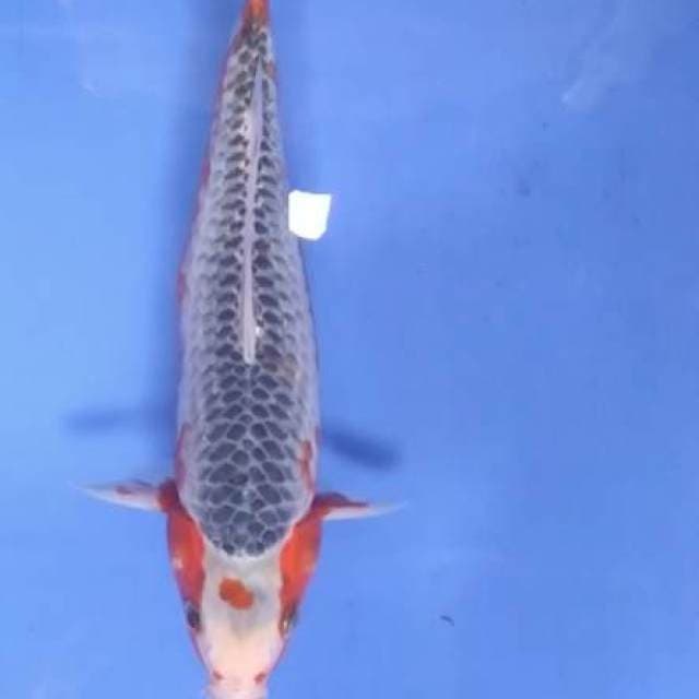 Asagi 30 cm