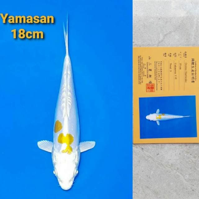Yamasan Hariwake serti