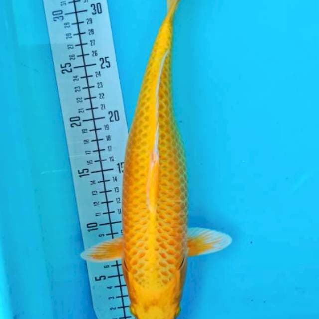 Ogon 35cm