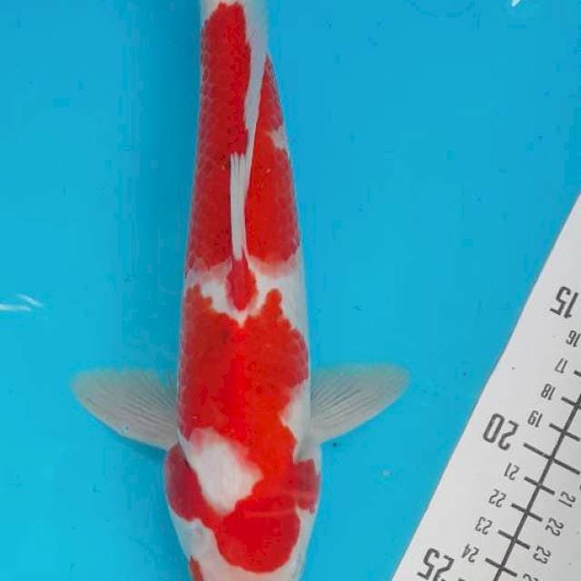 Kohaku 30cm