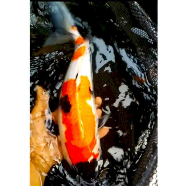 1⃣ GINCUNYA HI showa 37cm