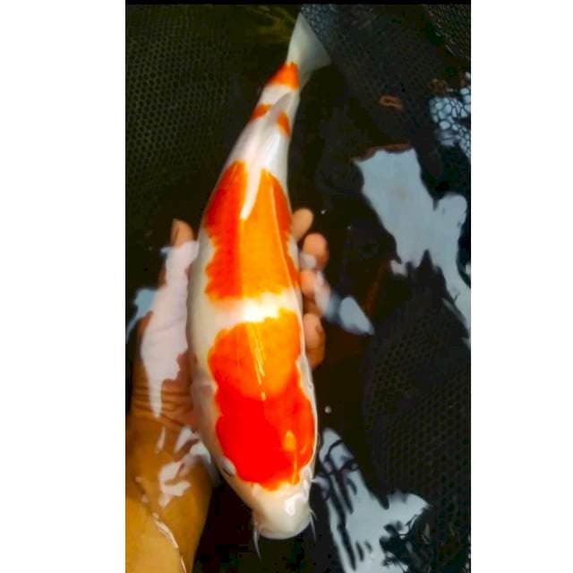 3⃣ f1 kohaku 38cm original step 4