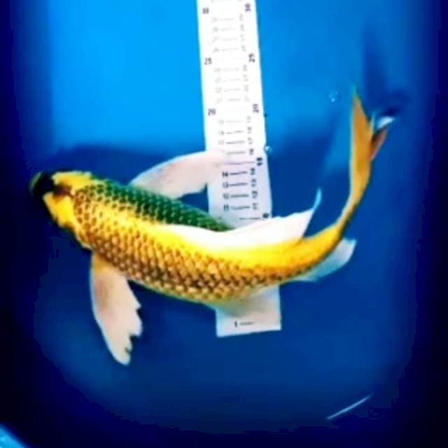 4⃣ kumpay jumbo 48cm