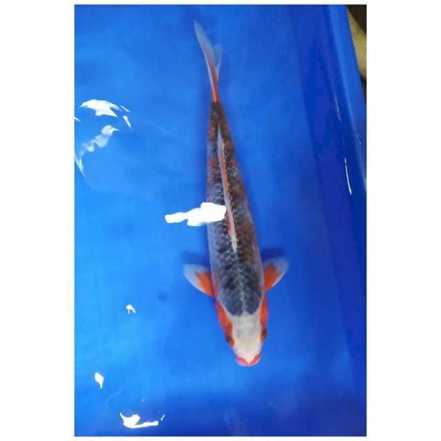 Asagi 37 cm male