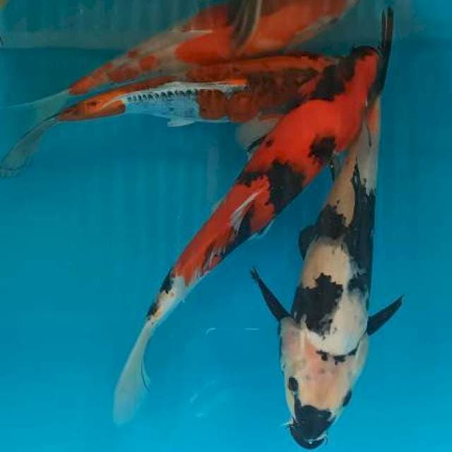 Paket ori 5ekr 33-35cm