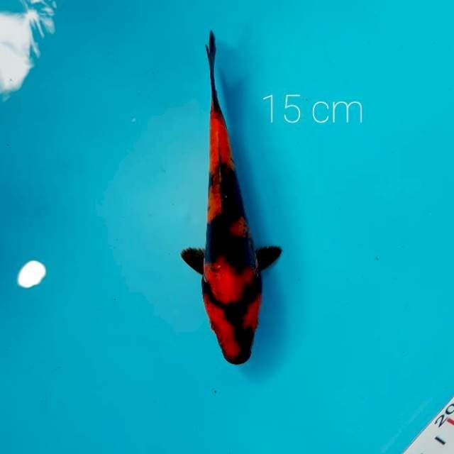 PUMADA 15 CM