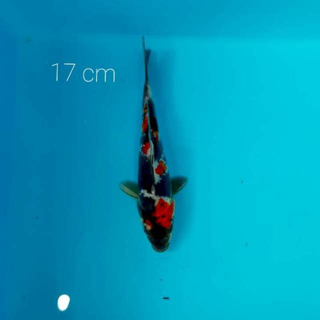 PUMADA showa doit hikari 17 cm