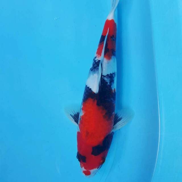 SHOWA 32CM