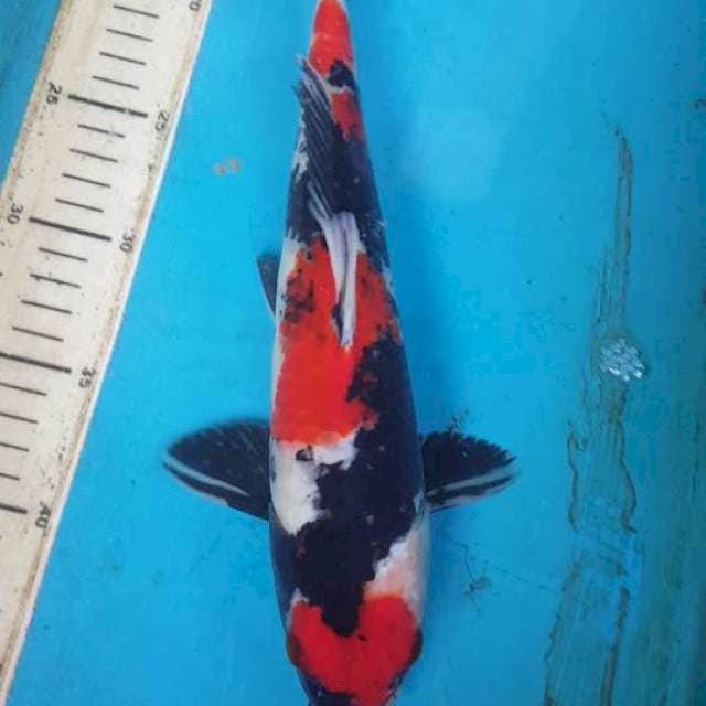 MARUTEN SHOWA MALE 33CM