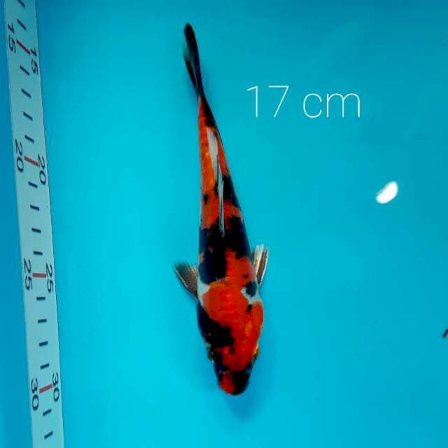 PUMADA showa doit hikari 17 cm