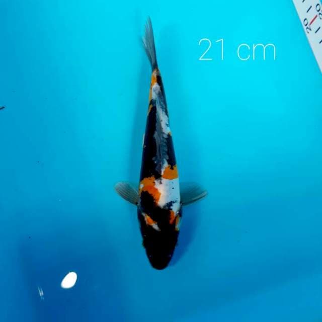 PUMADA kindai showa hikari 21 cm
