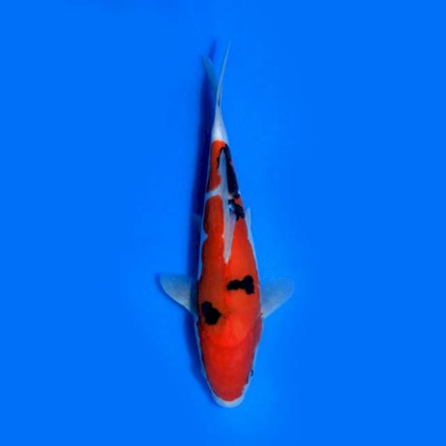 20cm, Sanke Doitsu