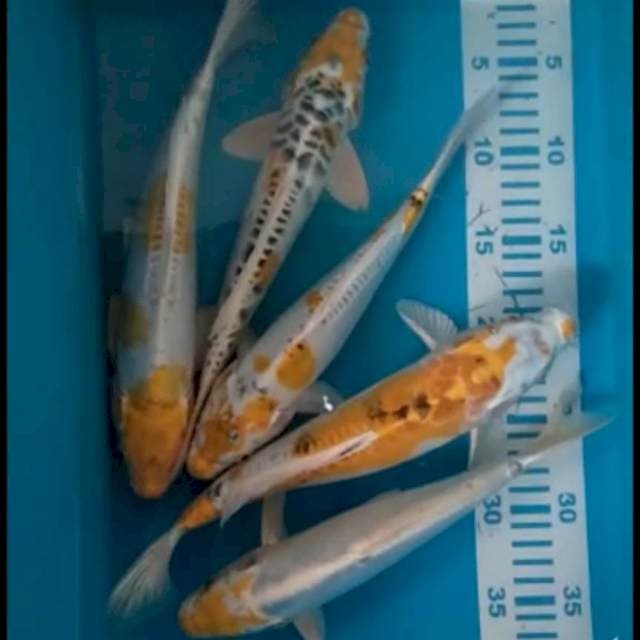 Hariwake Doit 25-29 cm 5 ekor