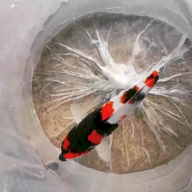 SHOWA 32CM