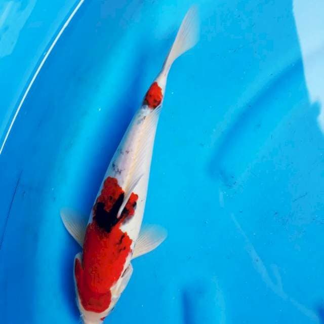 Showa jantan red strong 33cm