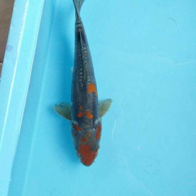 MALE OCHIBA DOITSU 29cm