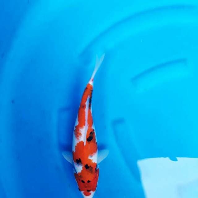 Showa jos 33cm
