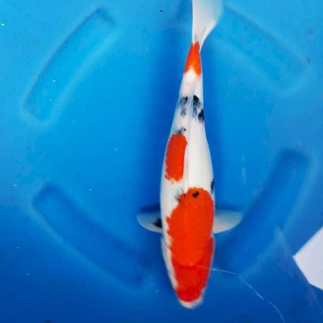 Sowa 33cm