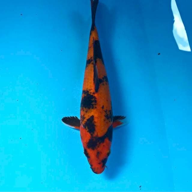 Hi Utsuri, 27 cm