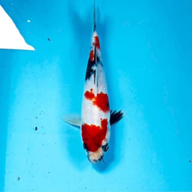 Showa, 20 cm