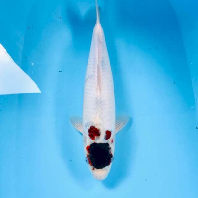 Tancho Goromo, 38 cm