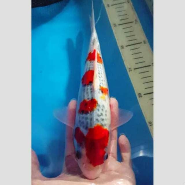 MANTUL! Goshiki Koi