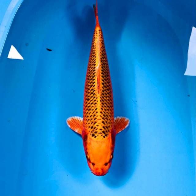 Aka Matsuba, 38 cm